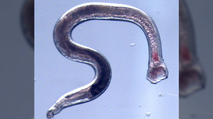 A hookworm that could dispense medicine