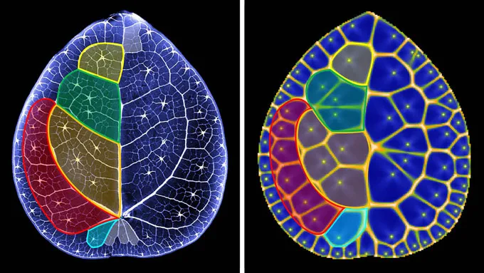Side-by-side images compare a Chinese money plant leaf with a computer simulation, showing similar colored regions outlined by veinlike networks.