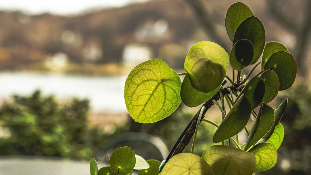 Backlit round leaves of a Chinese money plant show branching veins and tiny pores, with a blurred outdoor scene in the background.