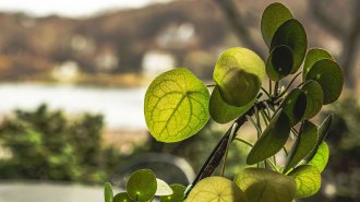 Backlit round leaves of a Chinese money plant show branching veins and tiny pores, with a blurred outdoor scene in the background.