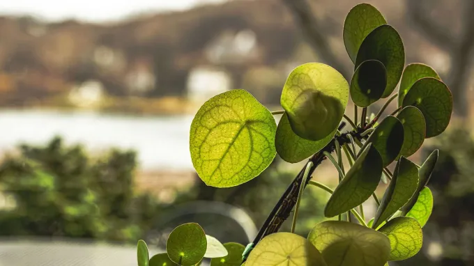 Backlit round leaves of a Chinese money plant show branching veins and tiny pores, with a blurred outdoor scene in the background.