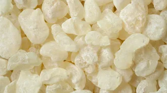 A pile of various oblong-like, bone-colored pieces of mastic gum.