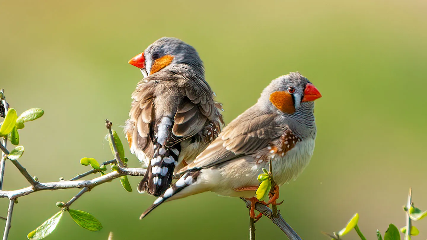 Zebra Finch Heat Calls Prepare Embryos for Hot Weather