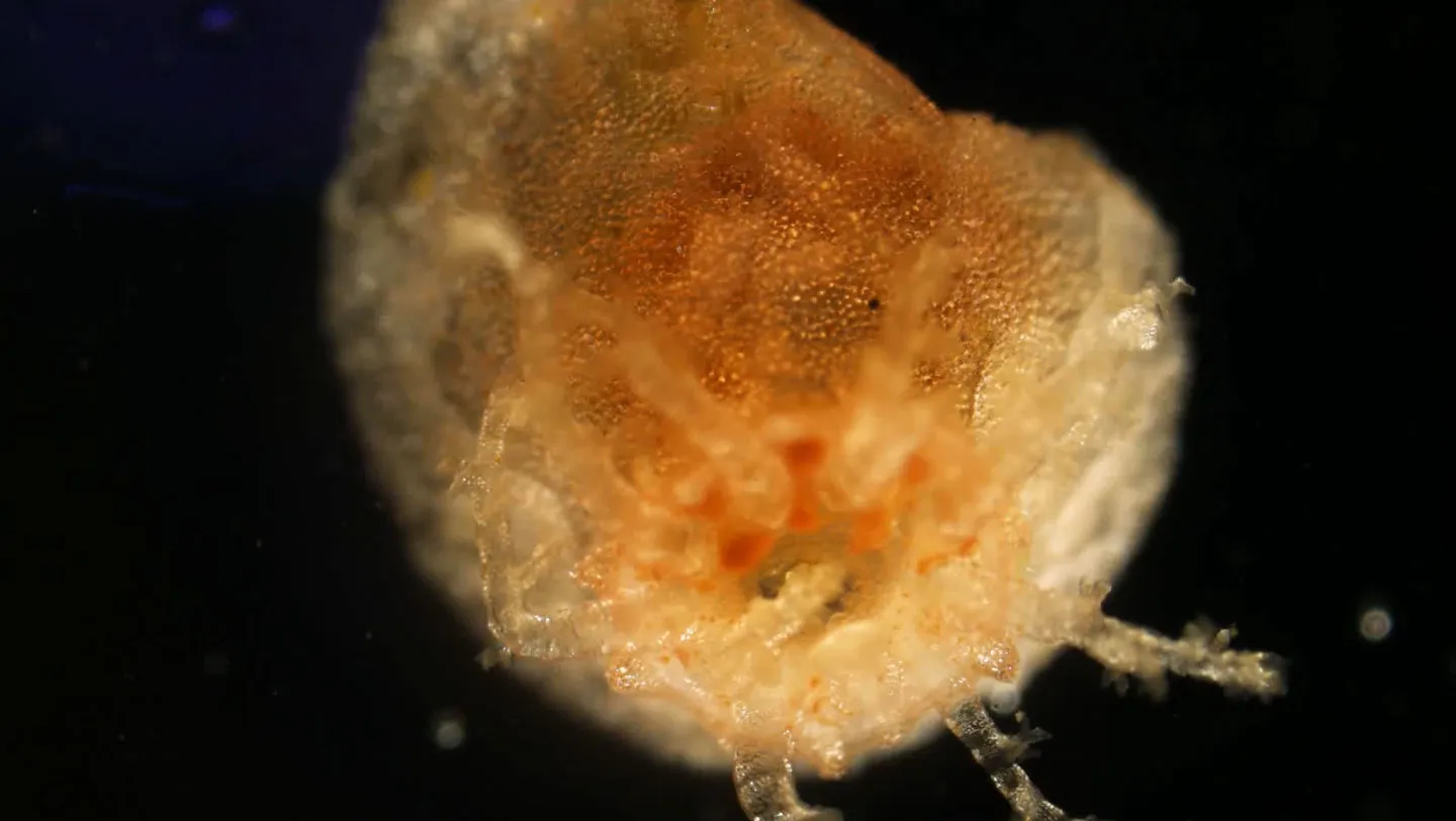 Sea Cucumber Tissue Survives for Years Without an Organism