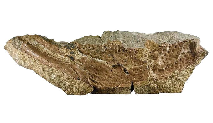 A reddish-brown fossil fragment of a P. gigas pincer embedded in rock.