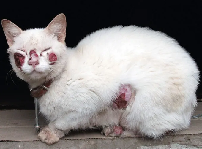 A white cat with red ulcers on its cheeks, nose, belly and feet. The cat is wearing a brown leather collar with a silver bauble dangling from it.