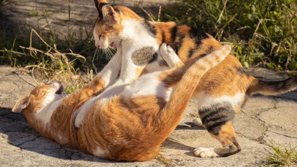 Two cats tussling. An orange striped cat with a white belly is on it's back on the ground, cracked pavement with grass growing through the cracks, while a multi-colored tabby pounces on the cat on the ground. Both cats have their ears back and appear to snarling. A fungus called Sporothrix brasiliensis spreads through cat bites and scratches, such as ones gotten through fighting.