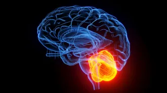 An illustration of a brain outlined in blue with the cerebellum glowing a yellow color. It's located toward the back and bottom of the brain.