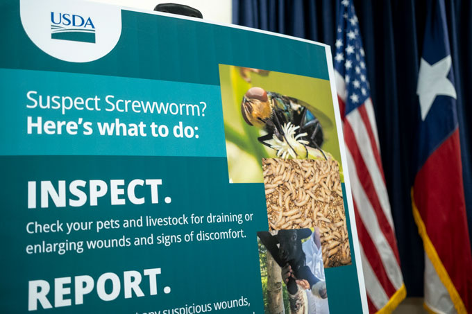 A blue sign in front of two flags with white text and images detailing how to report suspected screwworm cases.