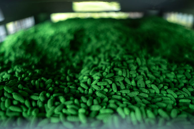 A crate full of tens of thousands of small screwworm pupae, dyed green.
