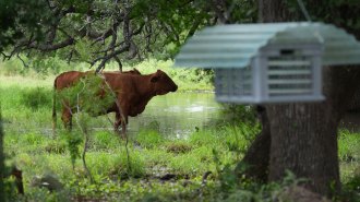 Two brown cows standing in a pond with a hanging insect dispersal box in the foreground.