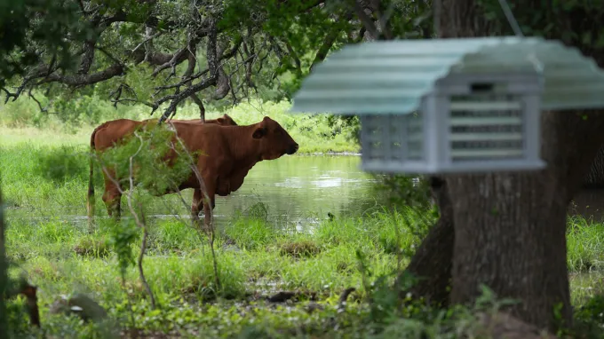 Two brown cows standing in a pond with a hanging insect dispersal box in the foreground.