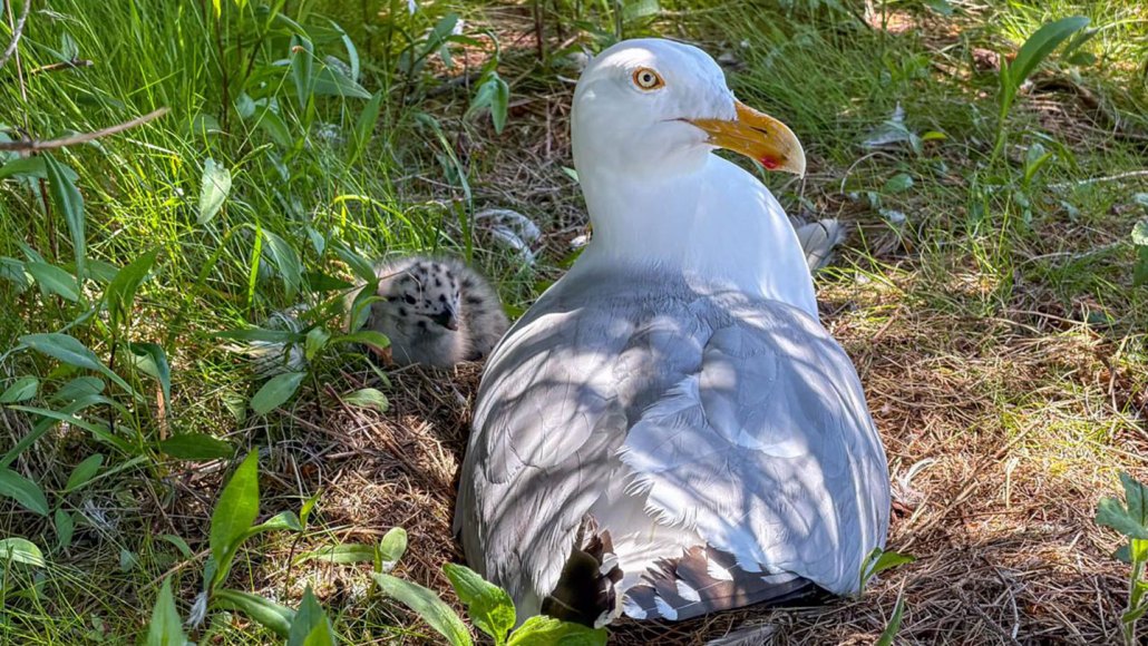 A nesting seagull sits back to camera but with its head turned. A fuzzy chick is visible in the grass next to the gull.
