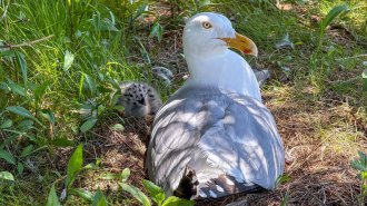 A nesting seagull sits back to camera but with its head turned. A fuzzy chick is visible in the grass next to the gull.