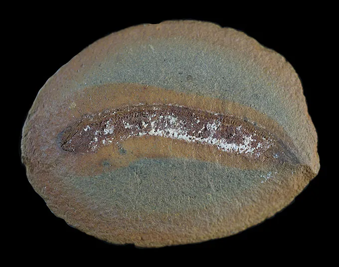 An round rock has a wormlike fossil visible in the center.