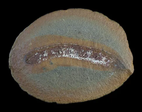 An round rock has a wormlike fossil visible in the center.