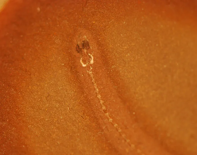 A bright orange rock holds a skinny fossil of a long narrow creature.