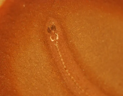 A bright orange rock holds a skinny fossil of a long narrow creature.