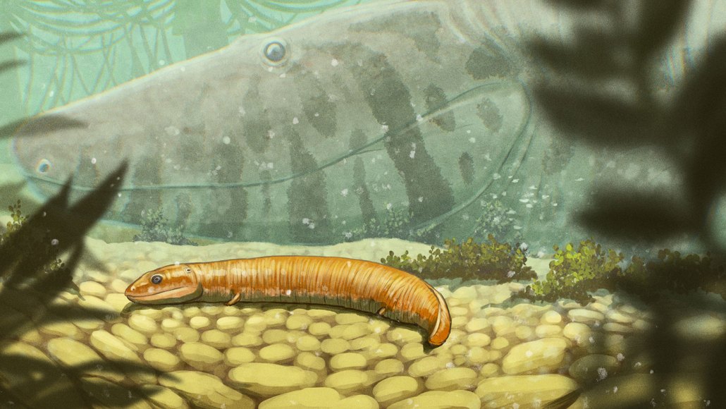 An illustration shows a baby version of an early vertebrate that would have made the transition from water to land. It's a mini version of an adult-sized one seen in the background of this underwater scene.