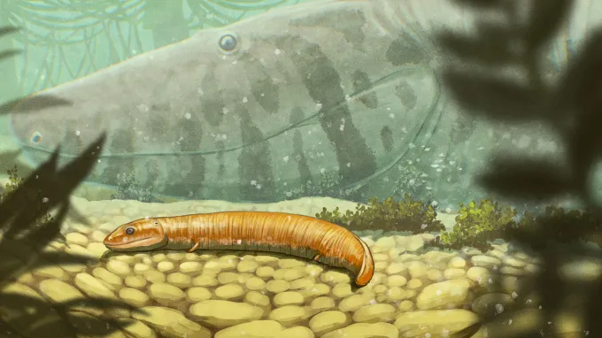 An illustration shows a baby version of an early vertebrate that would have made the transition from water to land. It's a mini version of an adult-sized one seen in the background of this underwater scene.