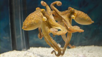 A yellow octopus is shown on a vertical mirror, with the reflection of its underside visible in the mirror