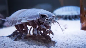 A high-definition armored-looking isopod crawls along sand