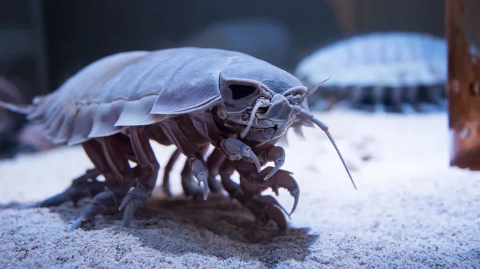 A high-definition armored-looking isopod crawls along sand