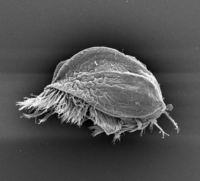 A side view of Euplotes gigatrox. The single celled protist looks as if it has a turtle shell with a fringe of hairlike cilia protruding from underneath.