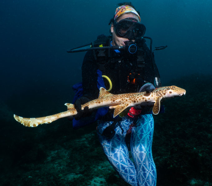 A woman in scuba gear and bright blue patterned wetsuit is seen underwater holding a long skinny walking shark.