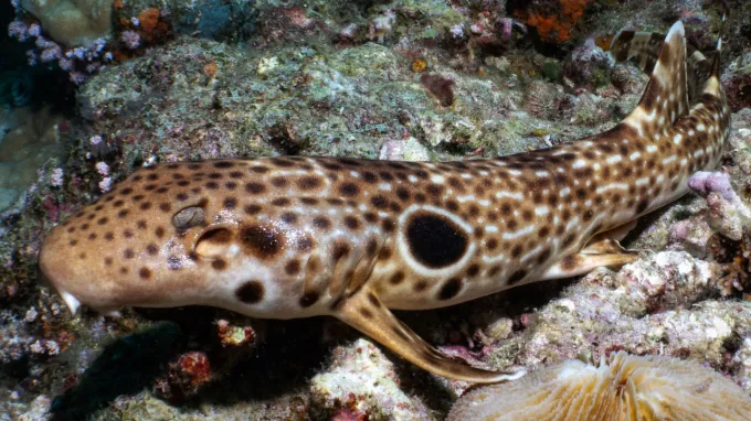 A tan, long, skinny shark is seen on the seafloor resting on colorful rocks. It sports a pattern of dark brown spots and white dashes.