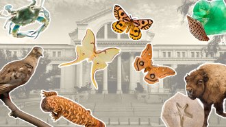a collage of images from items on display at the Smithsonian museum of natural history overlaid on a photo of the museum building. items include fossils, a bird, a crab, a bison, and butterflies.