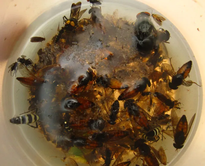 Dead insects are collected in a pool of ethanol