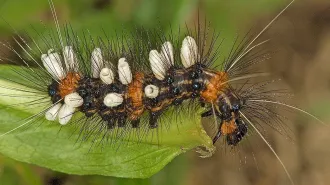 A hairy black and orange striped caterpillar with white cocoons coming out of its back munches on a green leaf