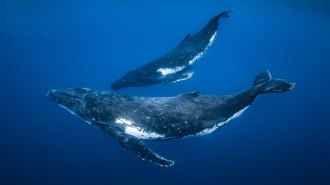Two humpback whales swim in the open ocean