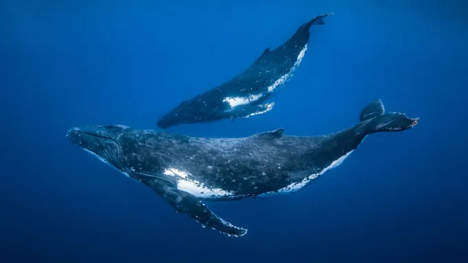Two humpback whales swim in the open ocean