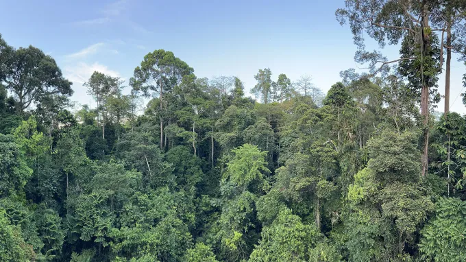 A landscape of a tropical rainforest canopy with trees of various heights