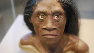 A reconstruction of the face and upper body of hobbit Homo floresiensis.