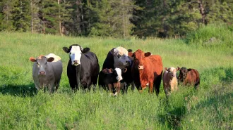 A photo of four adult Beefalo and three calves standing in a field.