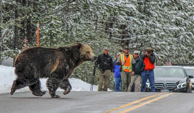 An image of a grizzly bear crossing the road in front of people with cameras.