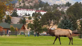 A photo of an elk on a golf course with people standing in the background.