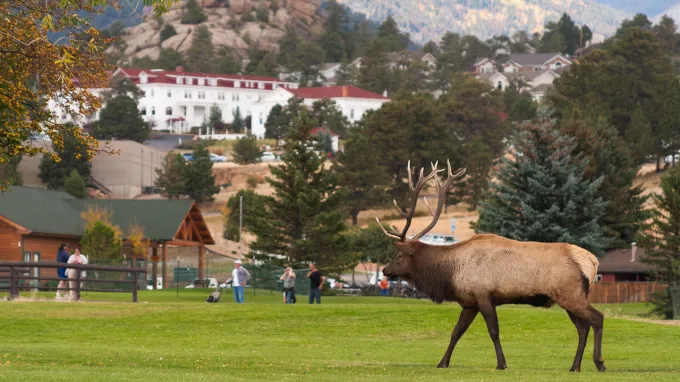 A photo of an elk on a golf course with people standing in the background.