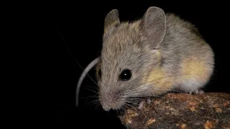 An Andean leaf-eared mouse sits on a rock against a black background.