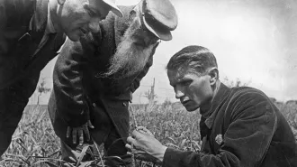 A black and white historical photograph of Trofim Lysenko measuring wheat heads in a field. Lysenko is kneeling and squinting at part of the plant. He has slicked-back hair and is wearing a pin on his jacket. Two men on the right side of the photo bend over him. Both are wearing brimmed, flat-topped caps. The man in the middle of the photo has a long beard.