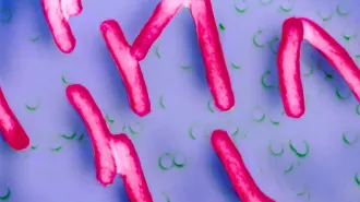 Illustration of Shigella sonnei bacteria that cause infections