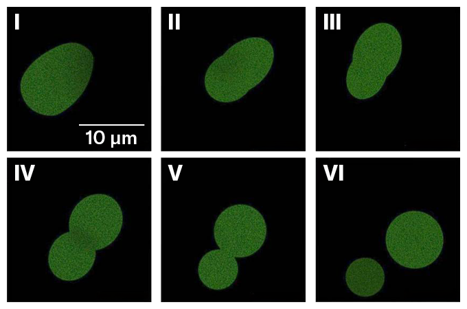 A green blob divides into two.