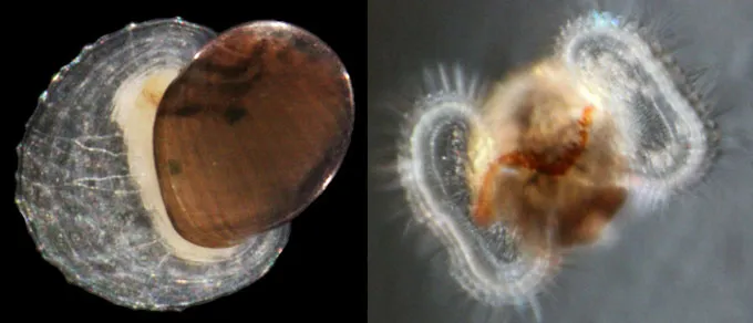Side-by-side images show different stages of a limpet. The adult version on the left retains a shell that was once part of the larval stage on the right.