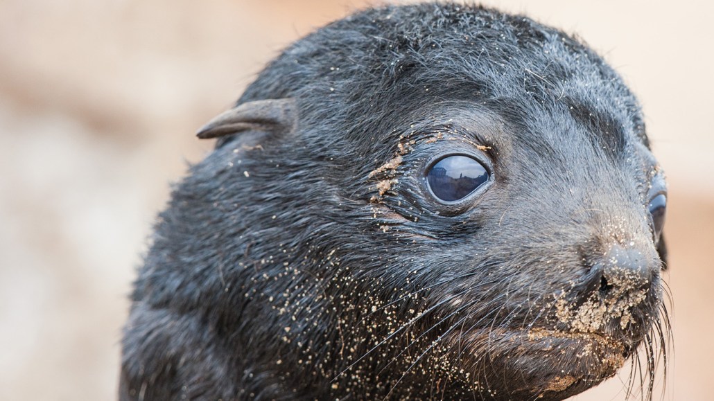 A baby brown fur seal's head, with its mouth covered in sand and one ear showing.