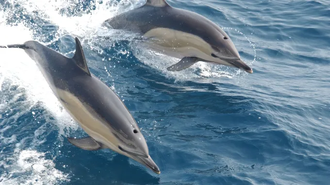 A photo of two common dolphins mid-jumping out of the water.