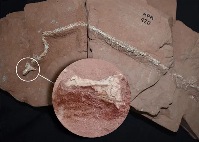 A photo of a snake fossil with an inset zooming in on the fossil's 3-D preserved skull.