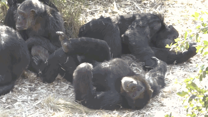 A group of bonobos in stationary positions together, with some holding hands and some touching their feet against others. 